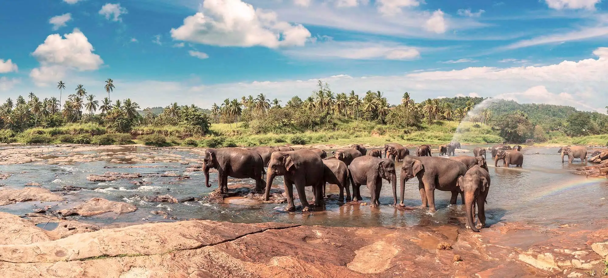 image-viajar-a-sri-lanka-elefantes-g3.webp - Pangea Viajes