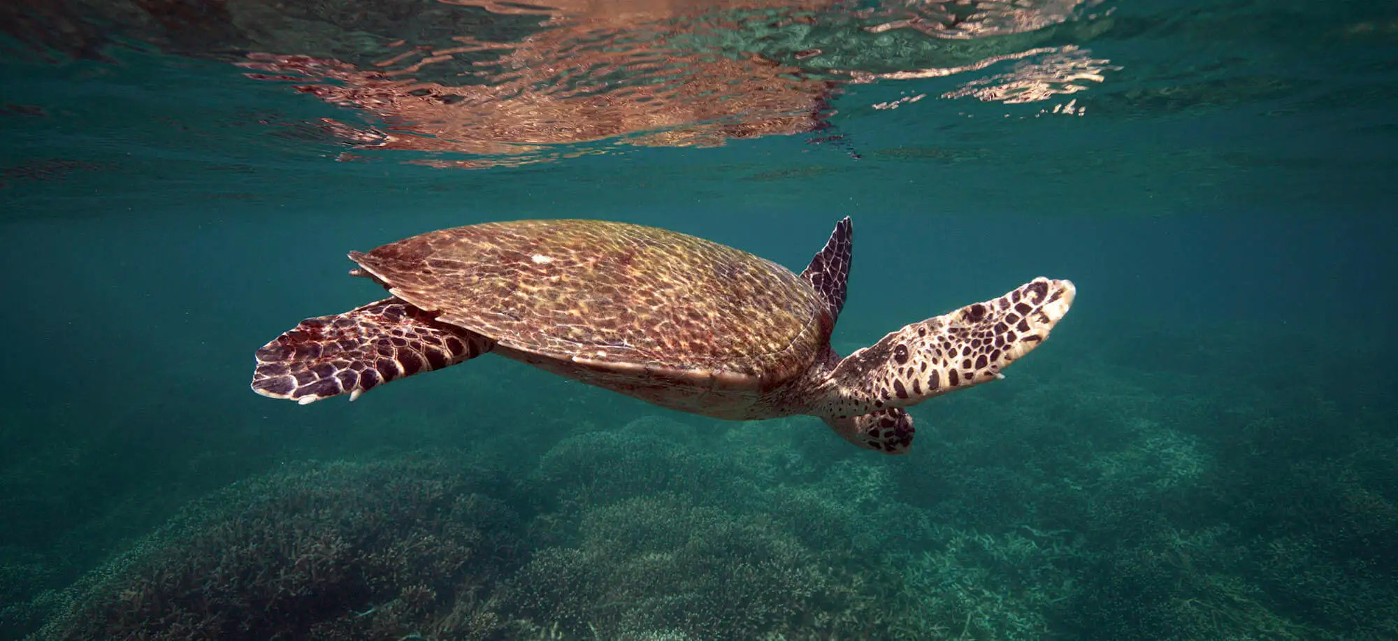 image-viajar-a-sri-lanka-playas-virgenes-de-trincomalee-g1.webp - Pangea Viajes