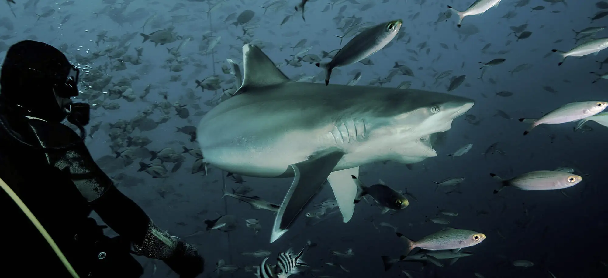 image-viajar-a-sudafrica-ballenas-y-tiburon-blanco-g1.webp - Pangea Viajes