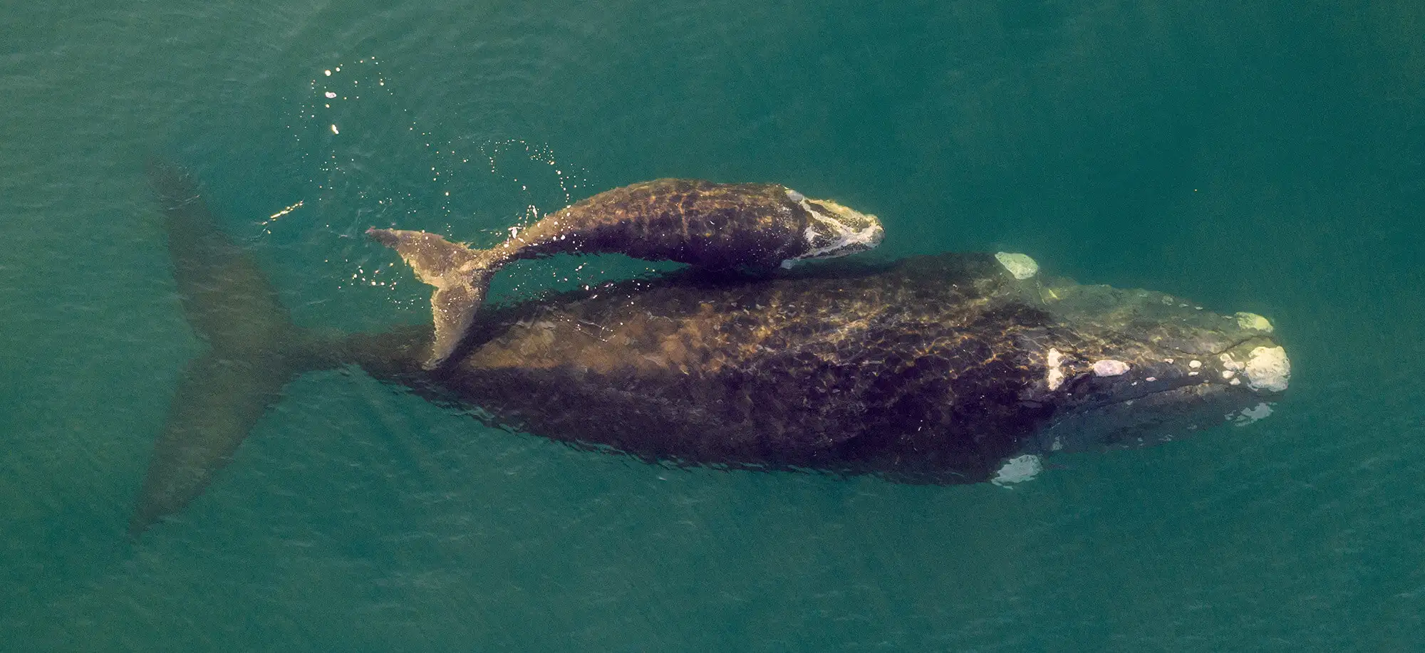 image-viajar-a-sudafrica-ballenas-y-tiburon-blanco-g2.webp - Pangea Viajes