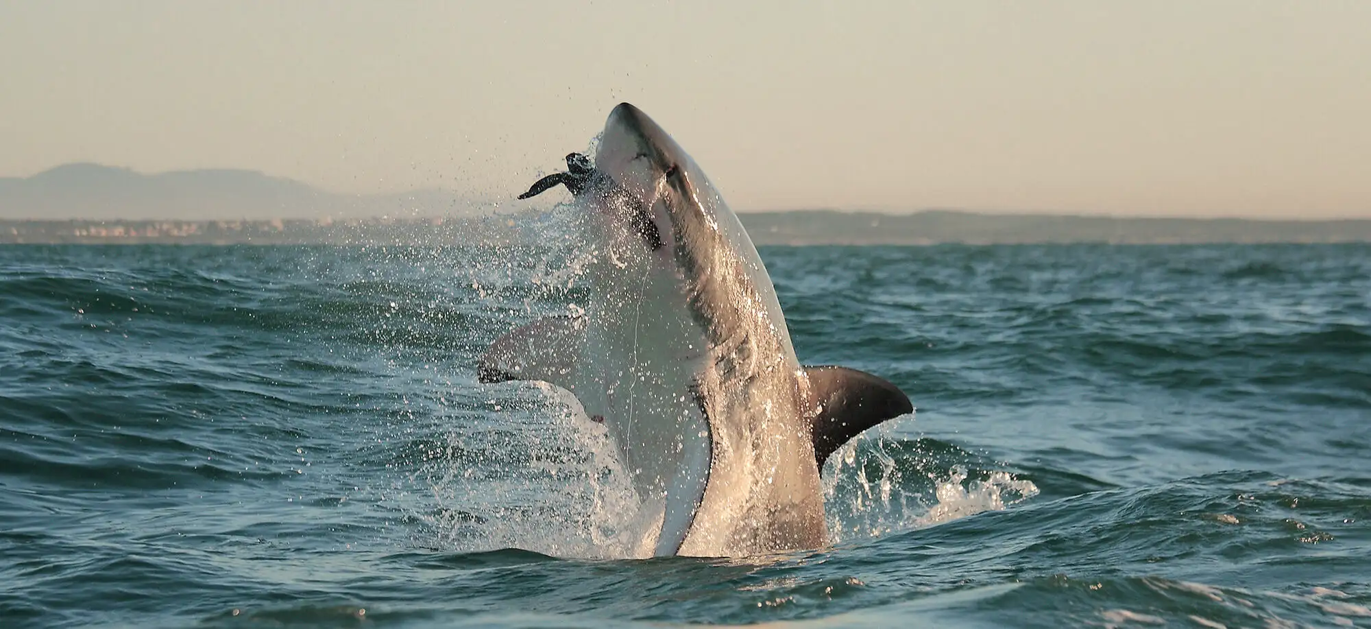 image-viajar-a-sudafrica-ballenas-y-tiburon-blanco-g3.webp - Pangea Viajes