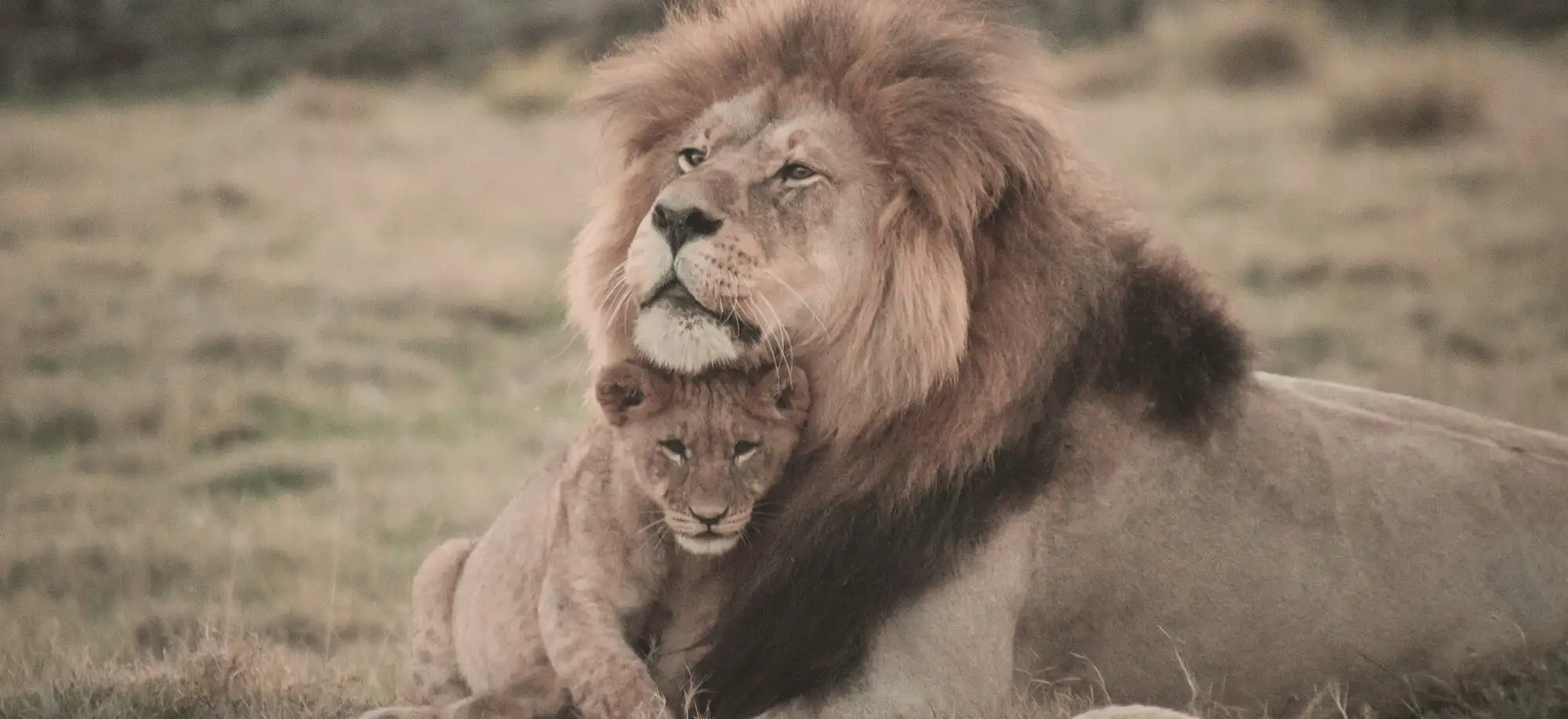 image-viajar-a-sudafrica-parque-kruger-g2.webp - Pangea Viajes