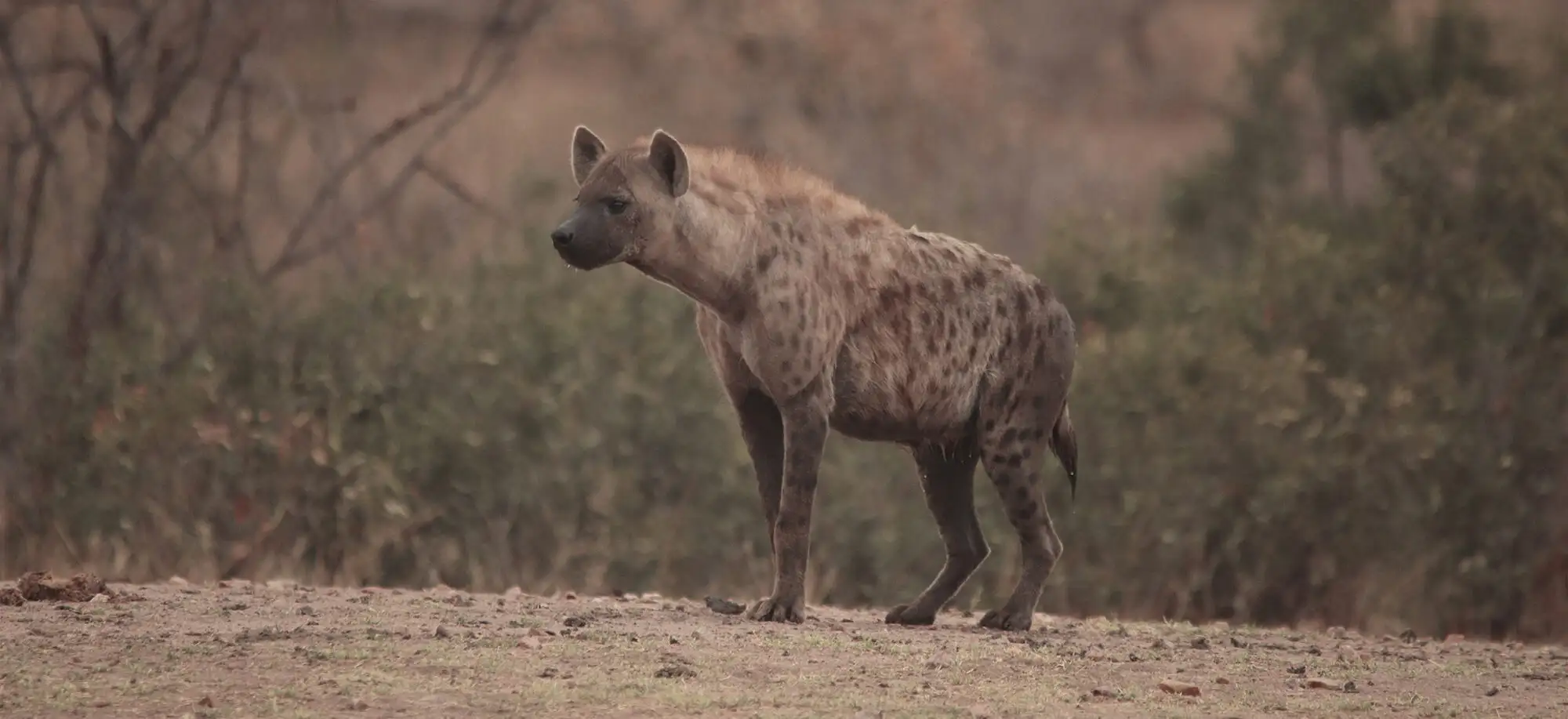 image-viajar-a-sudafrica-parque-kruger-g3.webp - Pangea Viajes