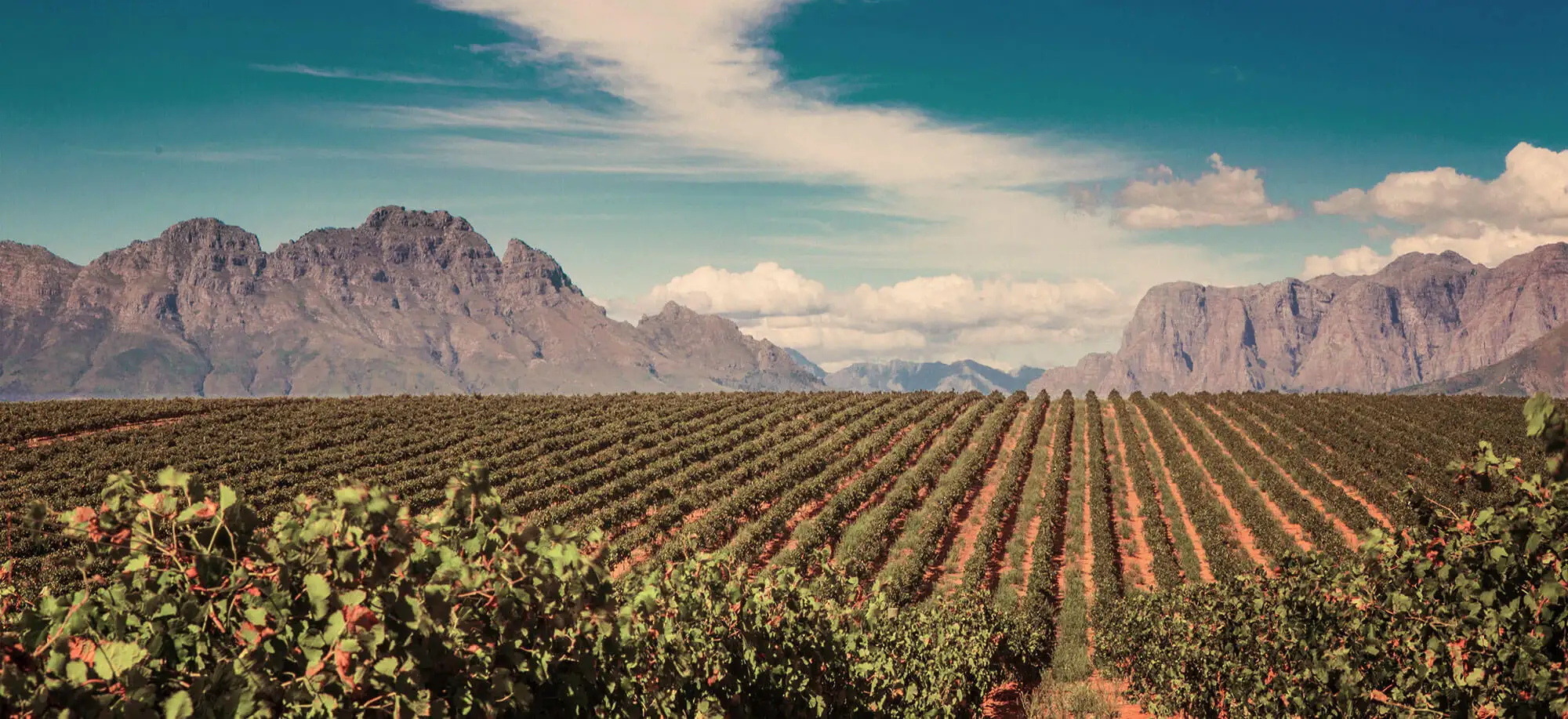 image-viajar-a-sudafrica-vinedos-g1.webp - Pangea Viajes
