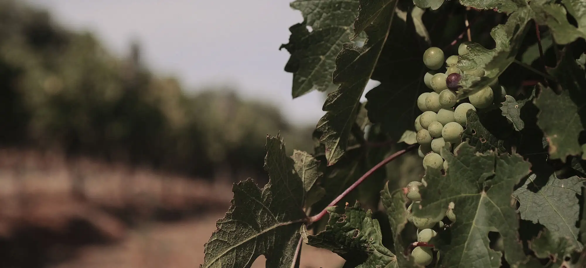 image-viajar-a-sudafrica-vinedos-g2.webp - Pangea Viajes