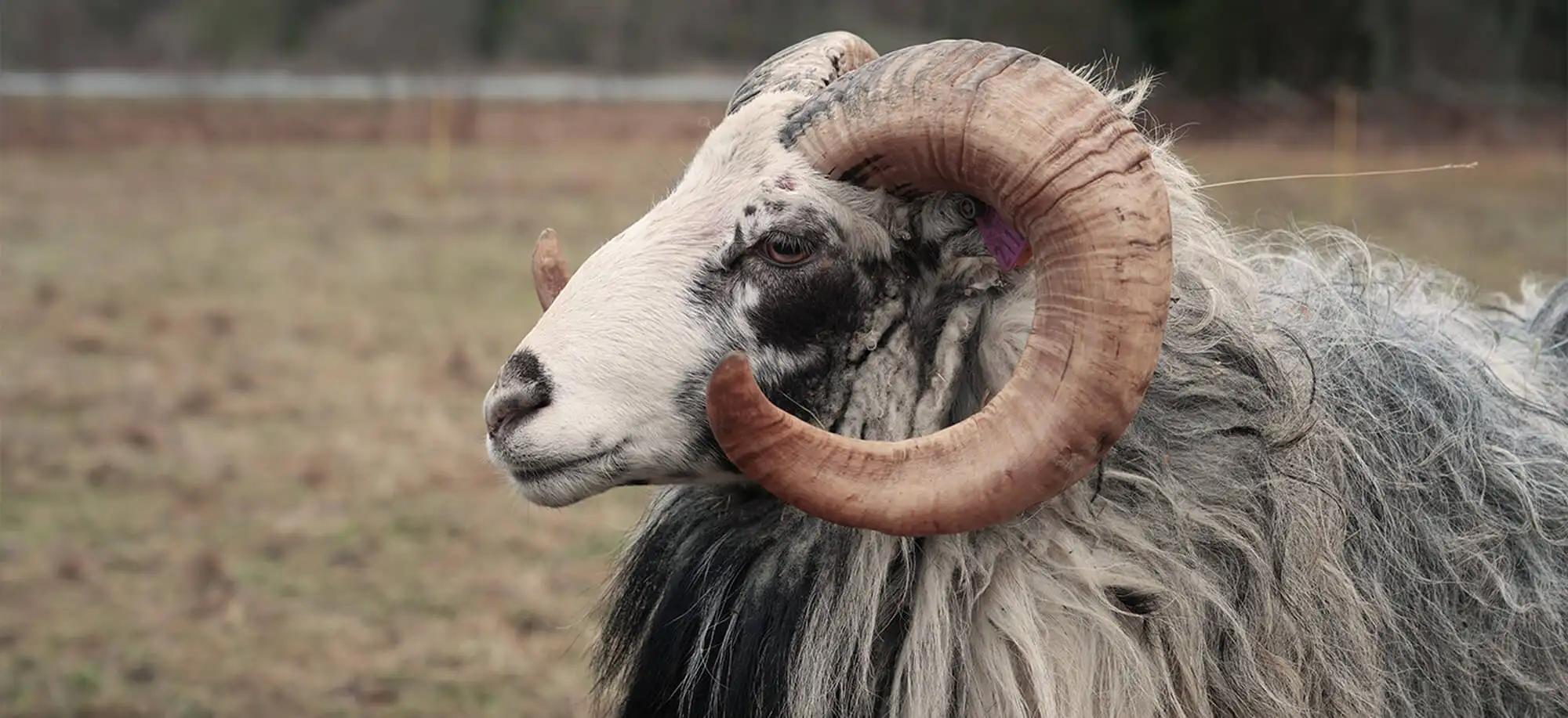 image-viajar-a-suecia-la isla de gotland-g-2.webp - Pangea Viajes