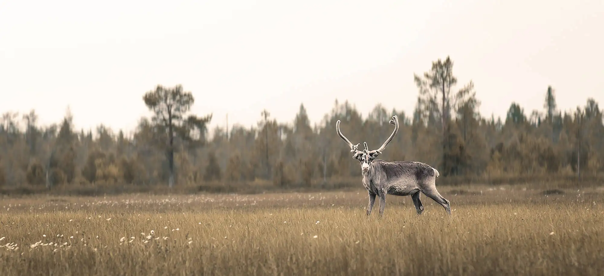 image-viajar-a-suecia-laponia sueca-g-3.webp - Pangea Viajes