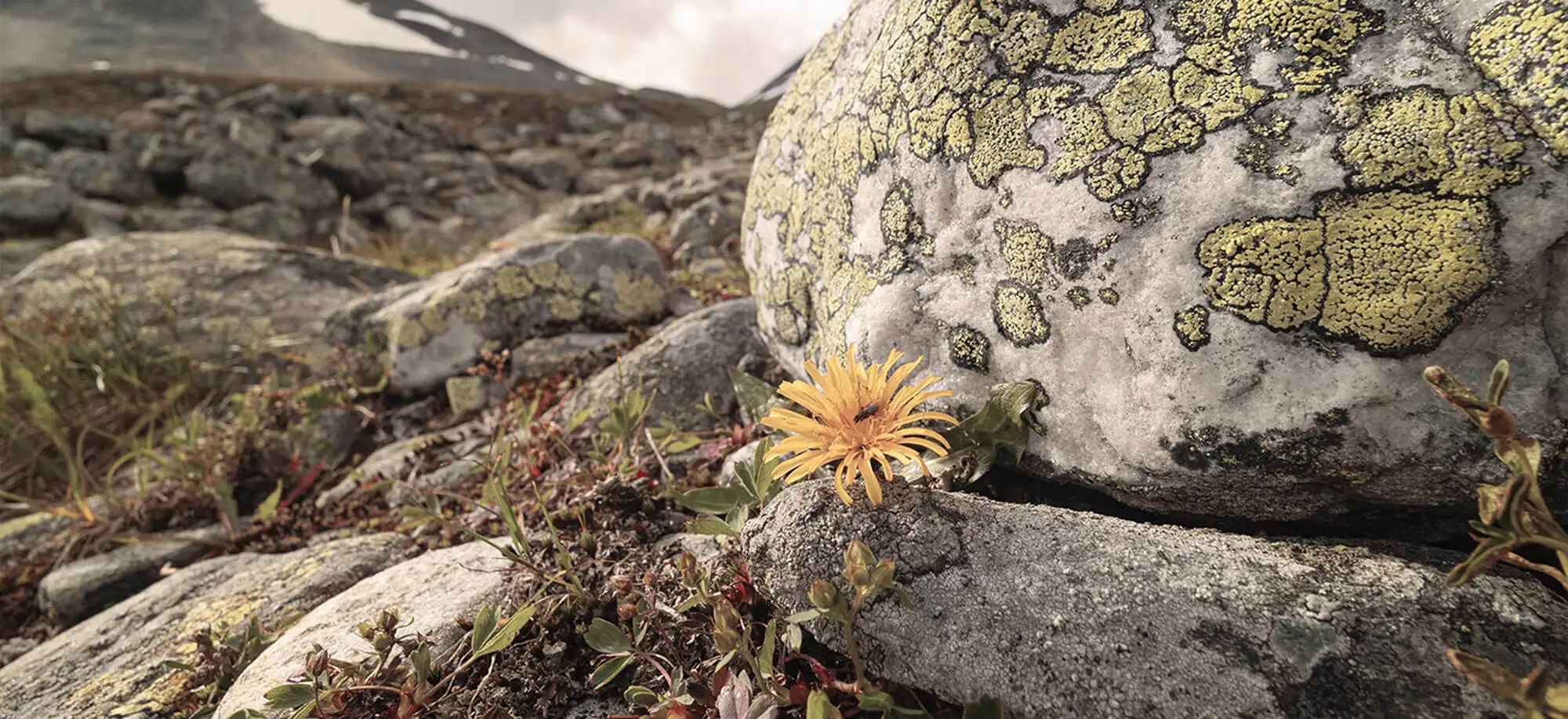 image-viajar-a-suecia-parque nacional sarek-g-1.webp - Pangea Viajes
