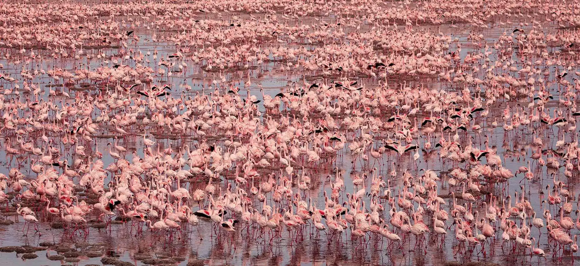 image-viajar-a-tanzania-lago-natron-g3.webp - Pangea Viajes