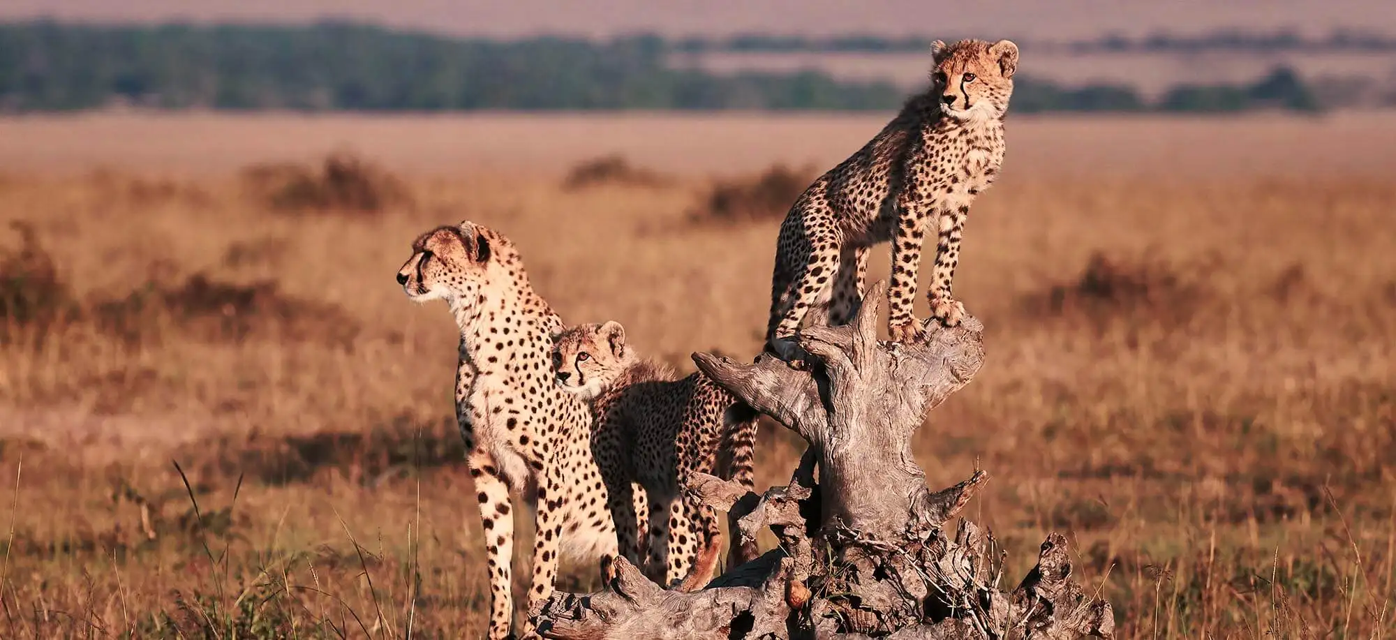 image-viajar-a-tanzania-ngorongoro-g1.webp - Pangea Viajes