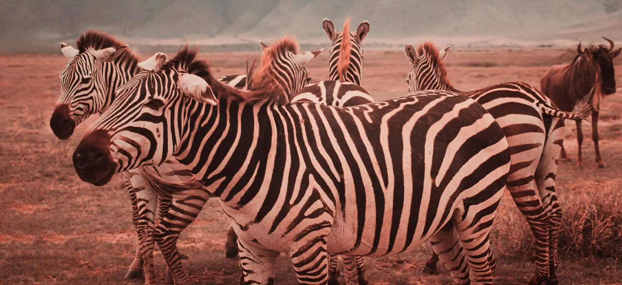 image-viajar-a-tanzania-ngorongoro-g2.webp - Pangea Viajes