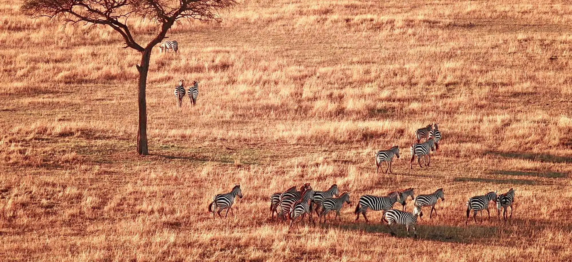 image-viajar-a-tanzania-serengeti-g1.webp - Pangea Viajes