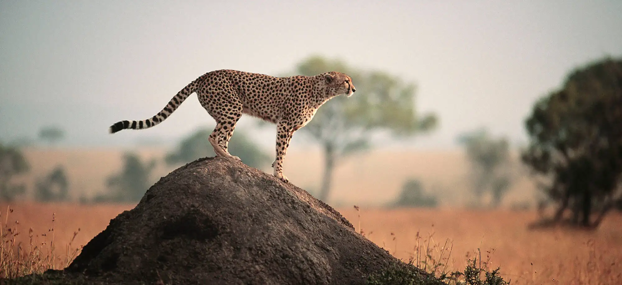 image-viajar-a-tanzania-serengeti-g3.webp - Pangea Viajes