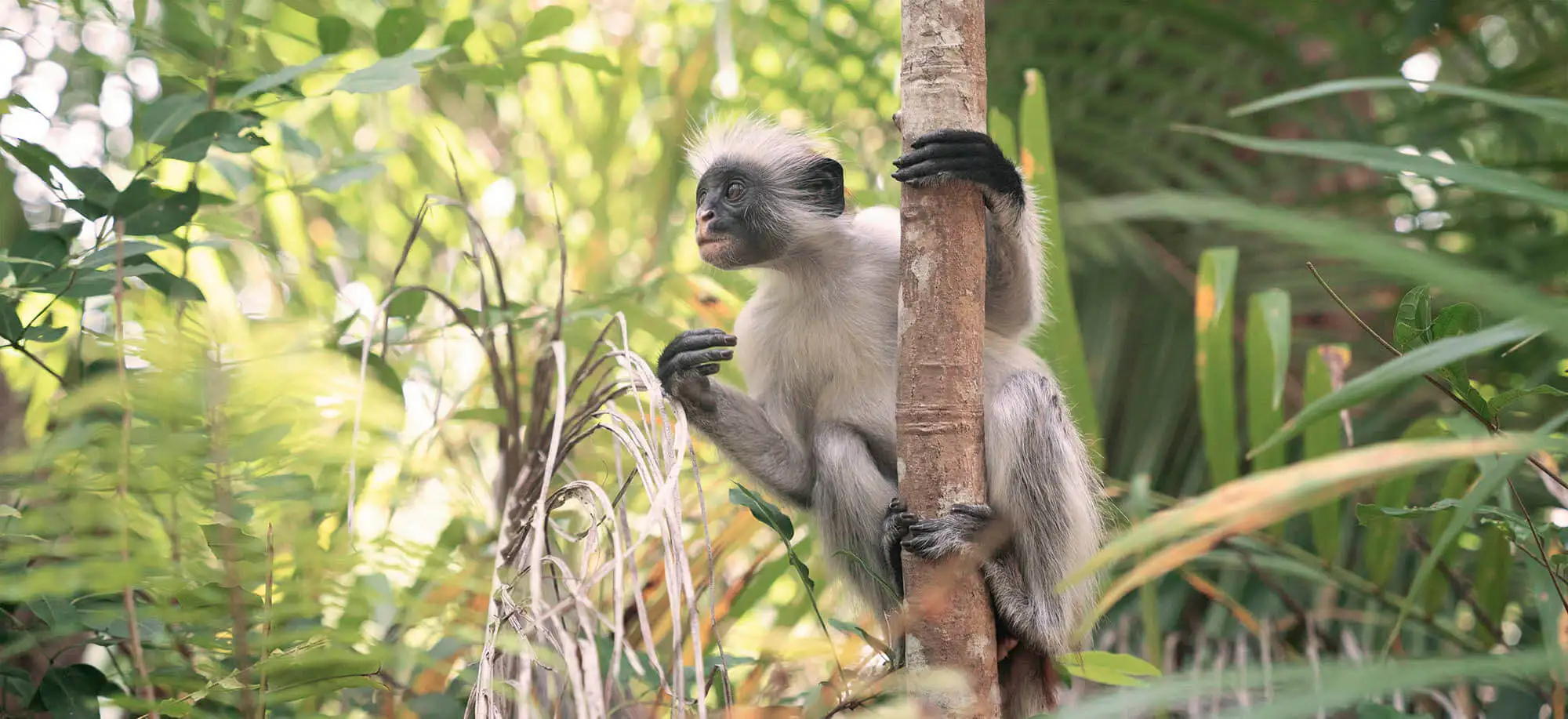 image-viajar-a-tanzania-zanzibar-g1.webp - Pangea Viajes