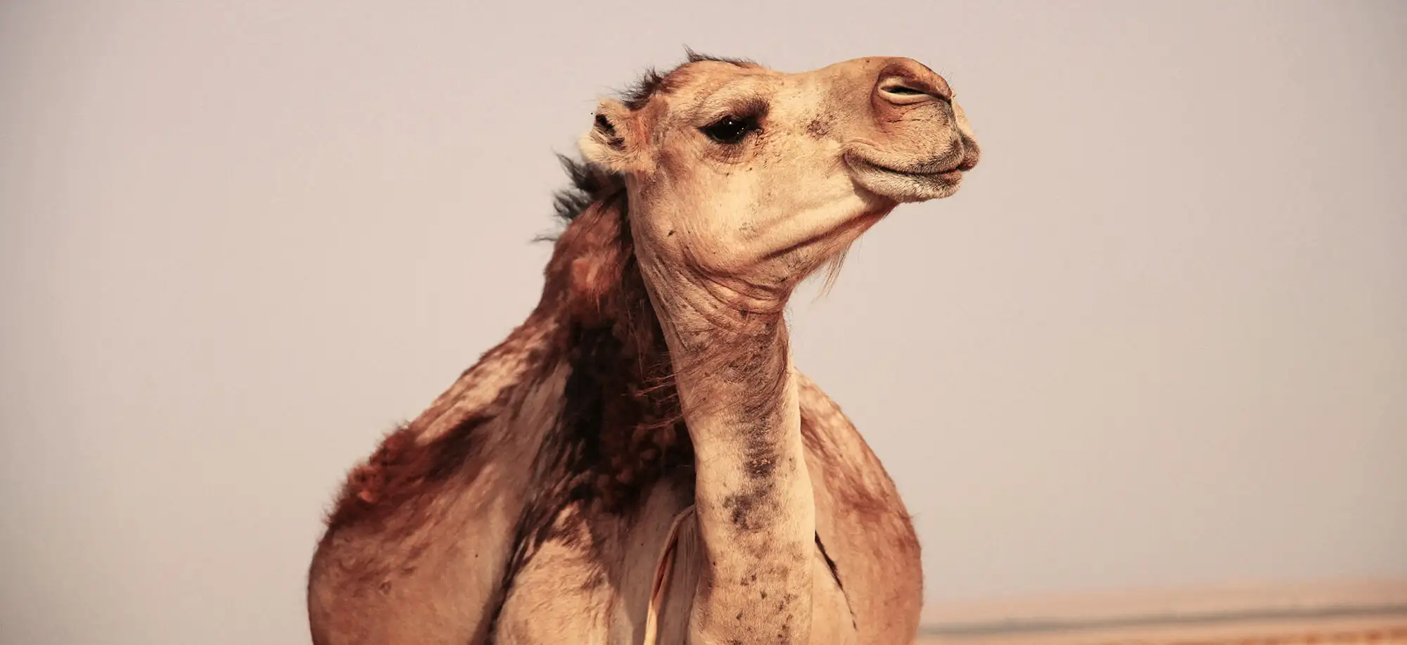 image-viajar-a-tunez-tozeur-g1.webp - Pangea Viajes