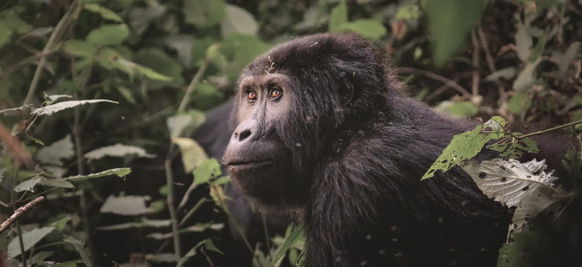 Viatges per veure goril·les a Uganda