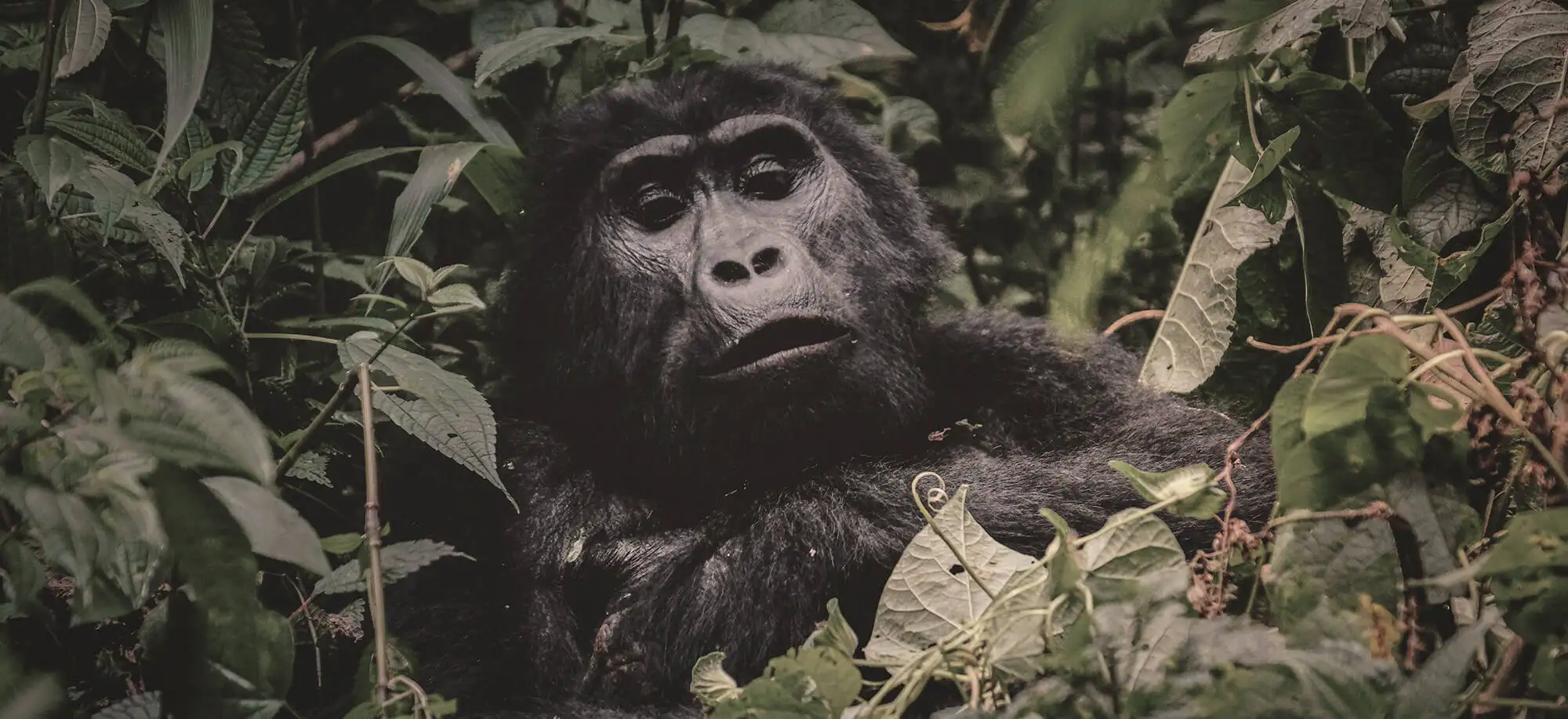 image-viajar-a-uganda-gorilas-de-uganda-g1.webp - Pangea Viajes