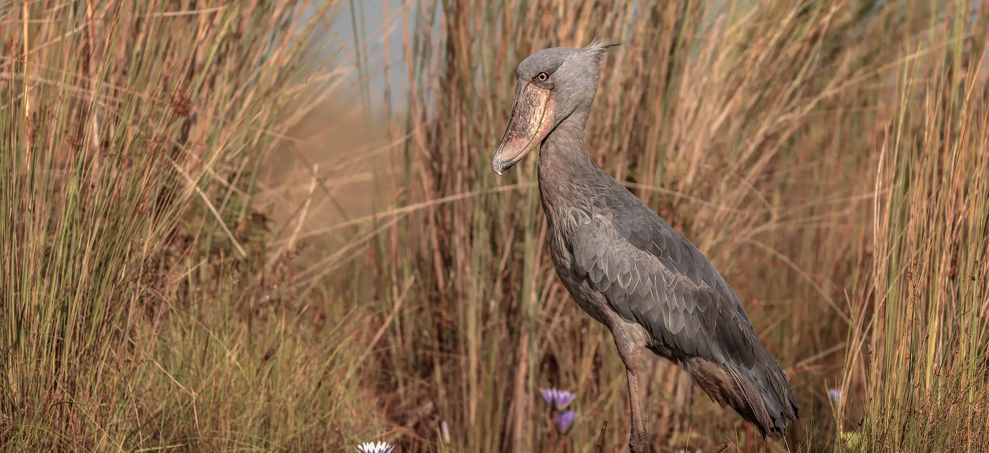 image-viajar-a-uganda-lago-victoria-g3.webp - Pangea Viajes
