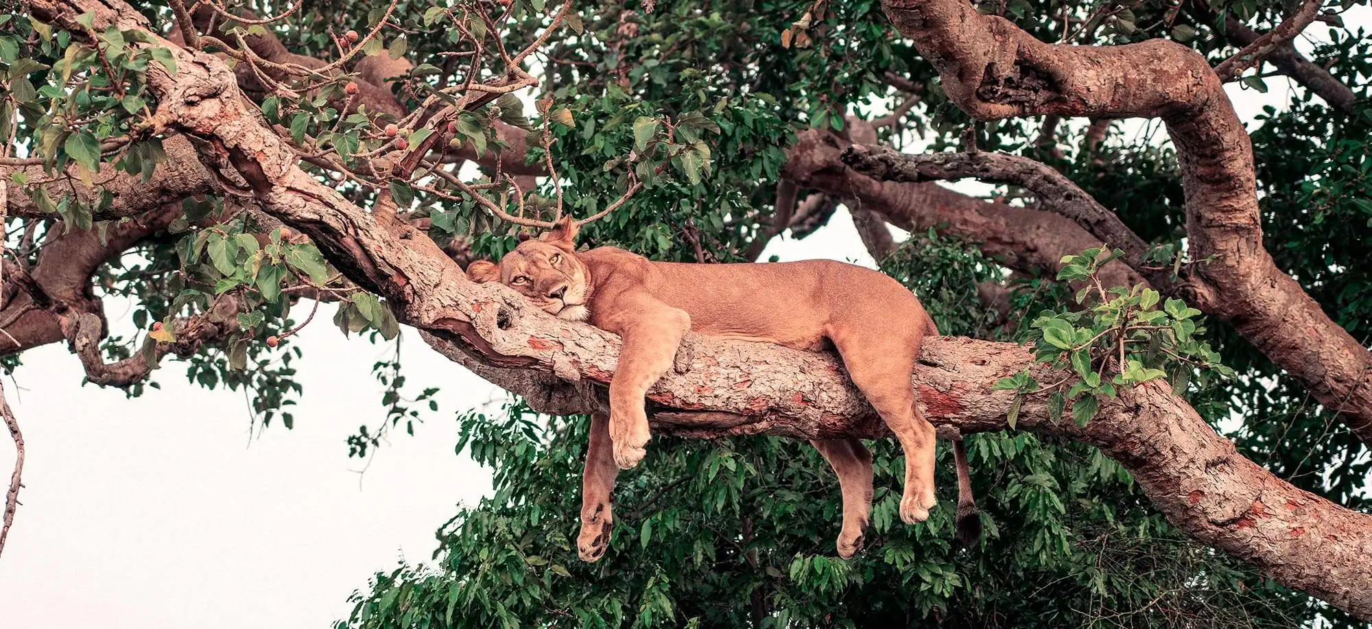 image-viajar-a-uganda-parque-nacional-queen-elisabeth-g1.webp - Pangea Viajes