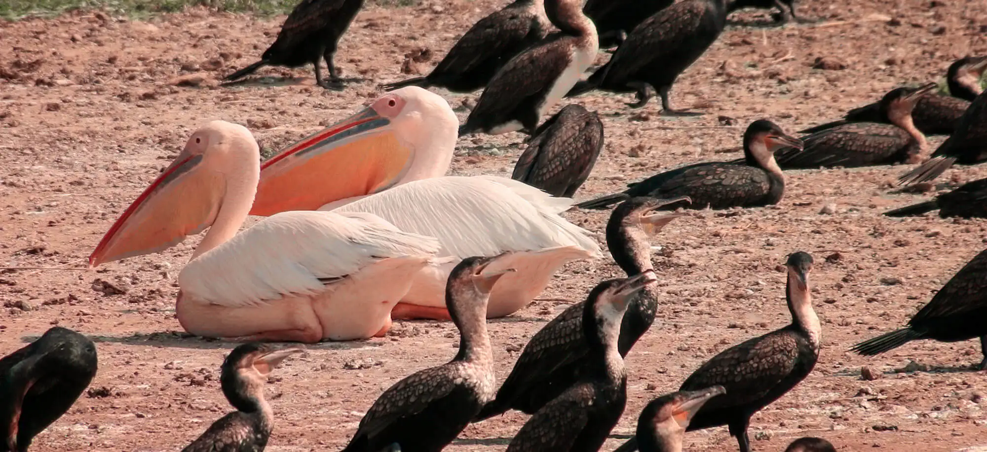 image-viajar-a-uganda-parque-nacional-queen-elisabeth-g2.webp - Pangea Viajes