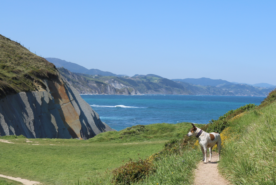 5 rutas para viajar por Europa con perro... ¡muy guau!