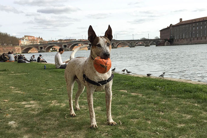 viajar-francia-perro