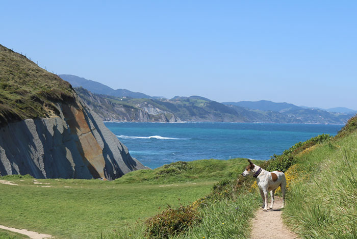 viajar-perro-pais-vasco