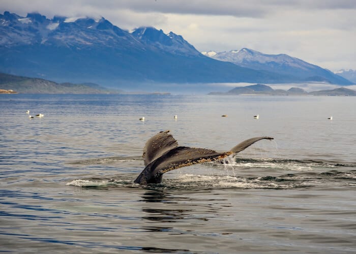 viaje-a-argentina-avistamiento-de-ballenas-australes