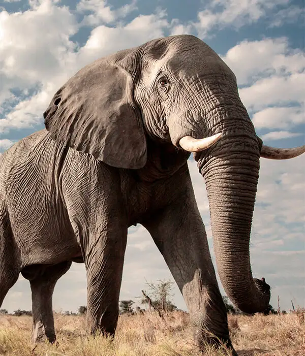 Viatge a Botswana