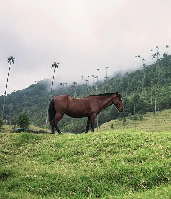Viajes a Colombia