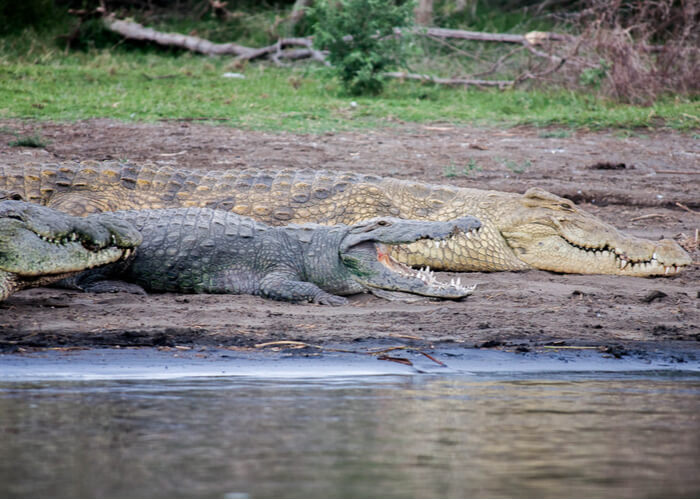 viaje-a-etiopia-biodiversidad-cocodrilos