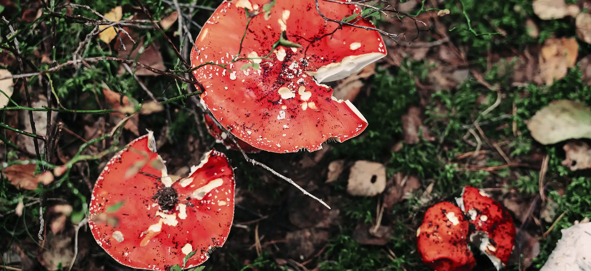 image-viaje-a-finlandia-parque-nacional-nuuksio-g3.webp - Pangea Viajes