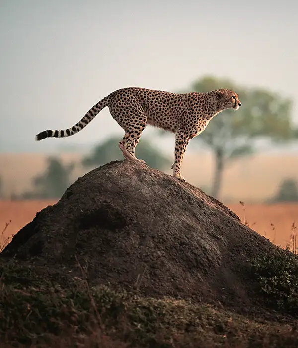 Viatge a Kenya