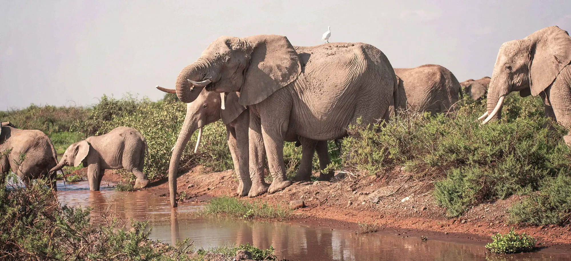Viajes a Amboseli