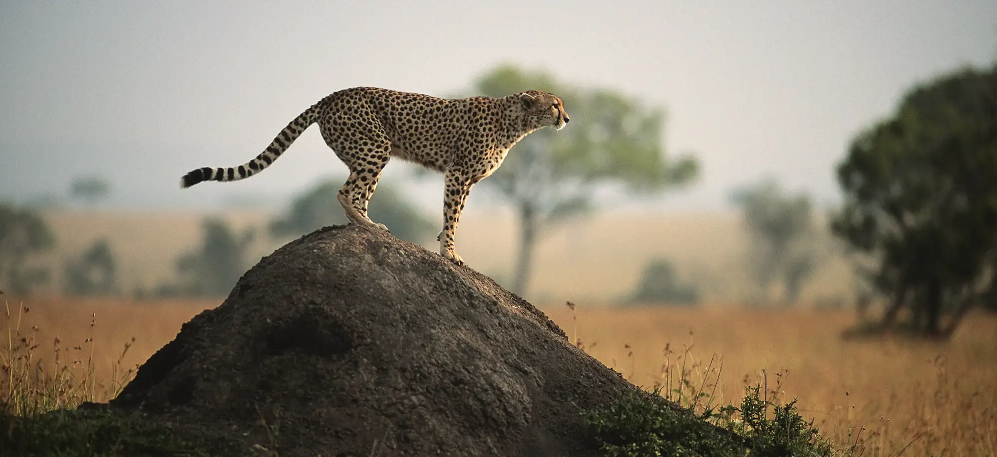 Viatge a Kenya