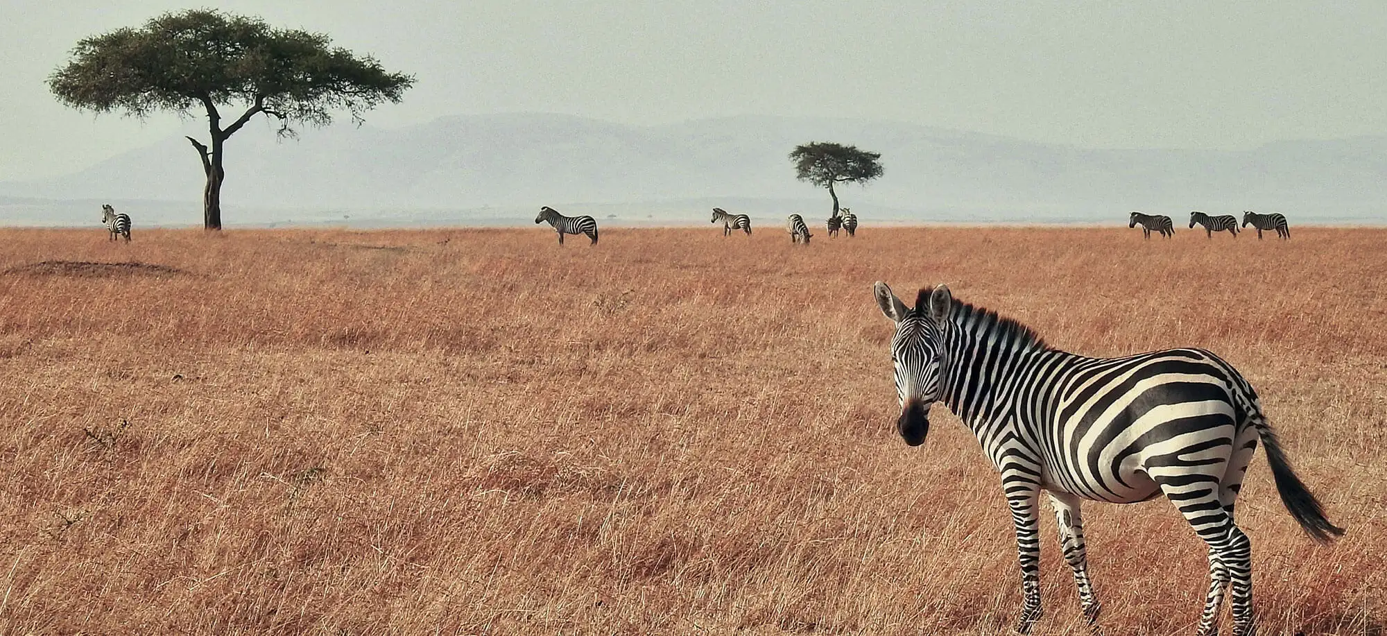 Viatges a Masai Mara