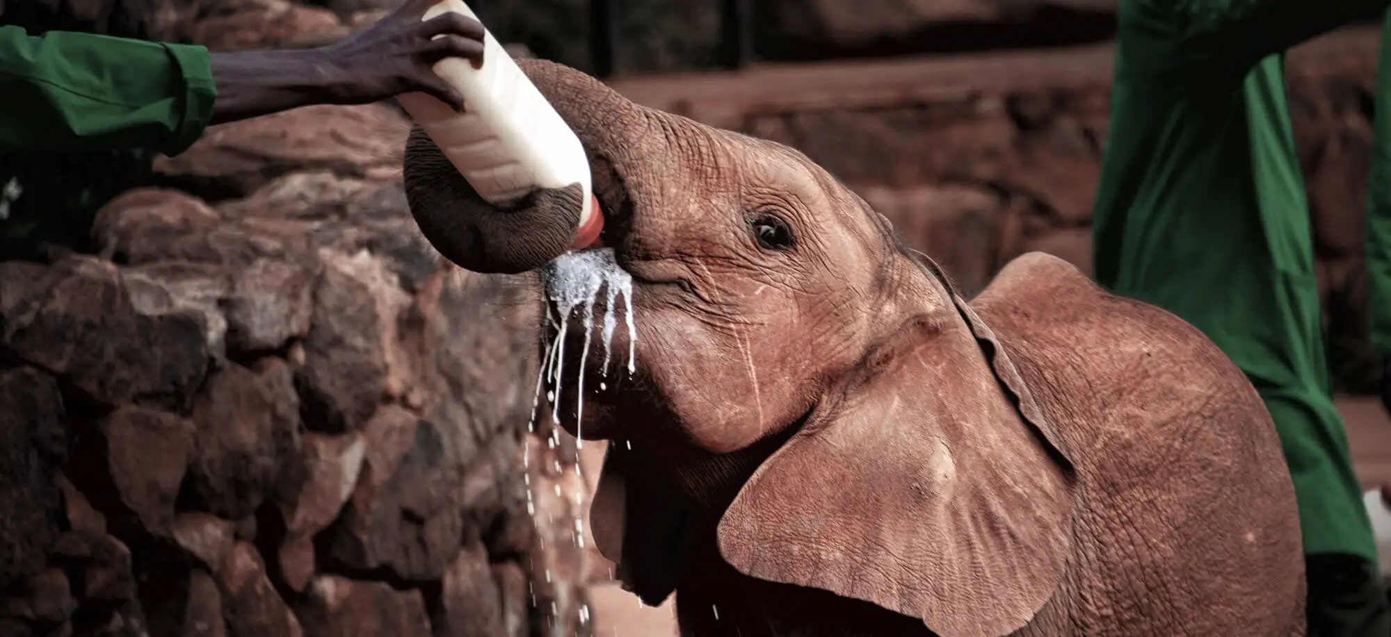 Viatges a l'Orfenat d'Elefants