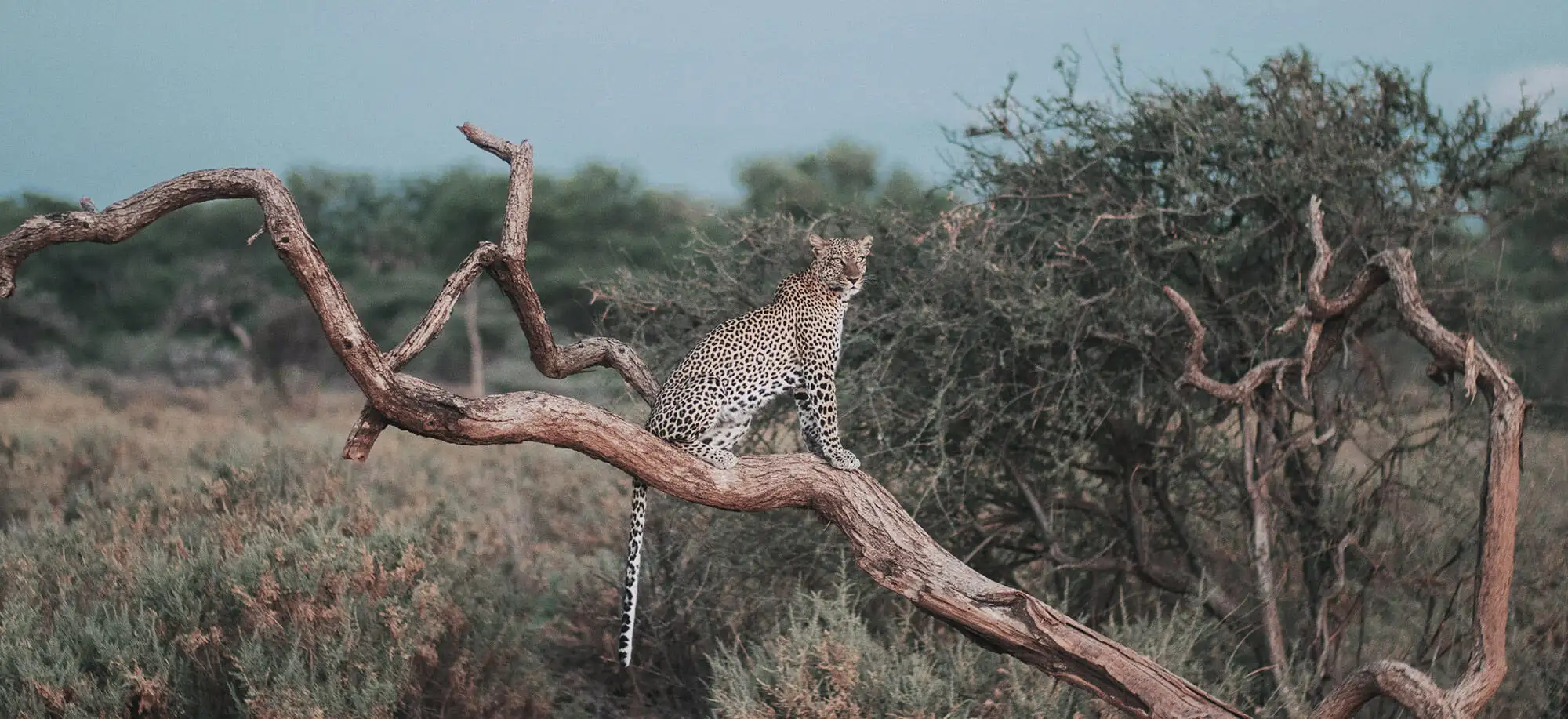 Viatges a Samburu
