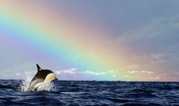 orca en las islas azores con arcoiris de fondo