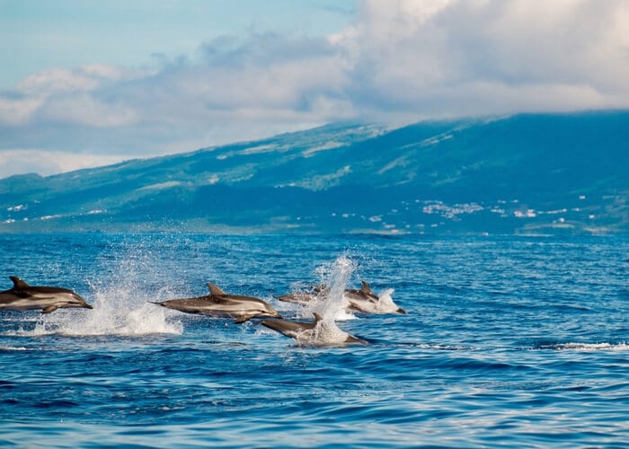 viaje-a-las-azores-terceira-avistamiento-delfines