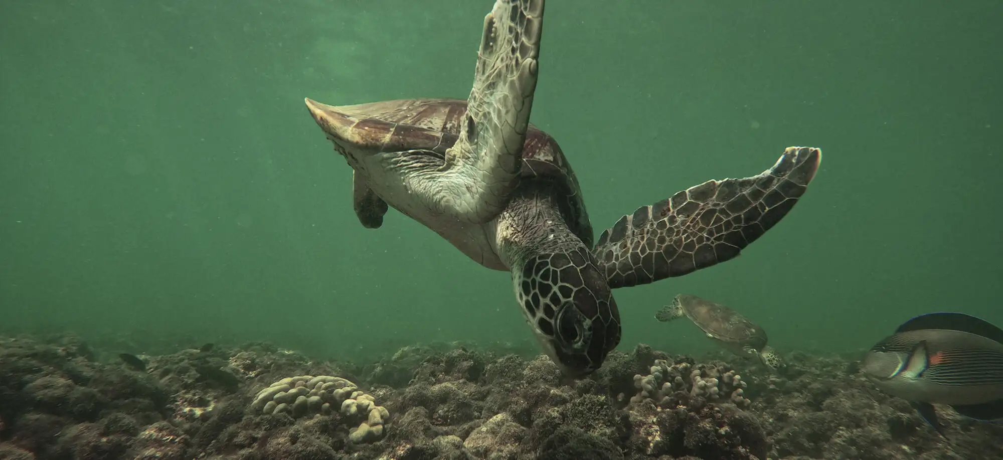 image-viaje-a-oman-buceo-isla-dimaniyat-g2.jpg - Pangea Viajes