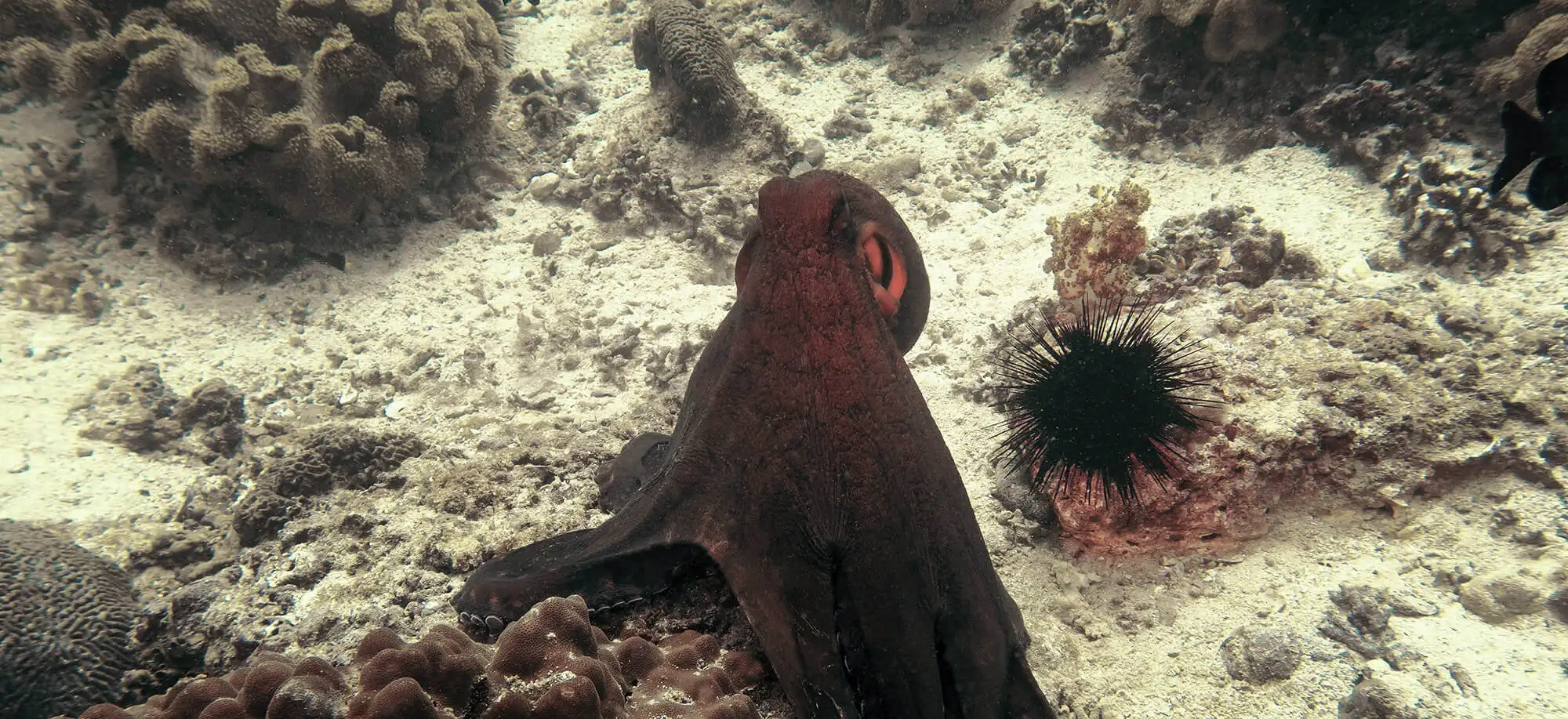 image-viaje-a-oman-buceo-isla-dimaniyat-g3.jpg - Pangea Viajes