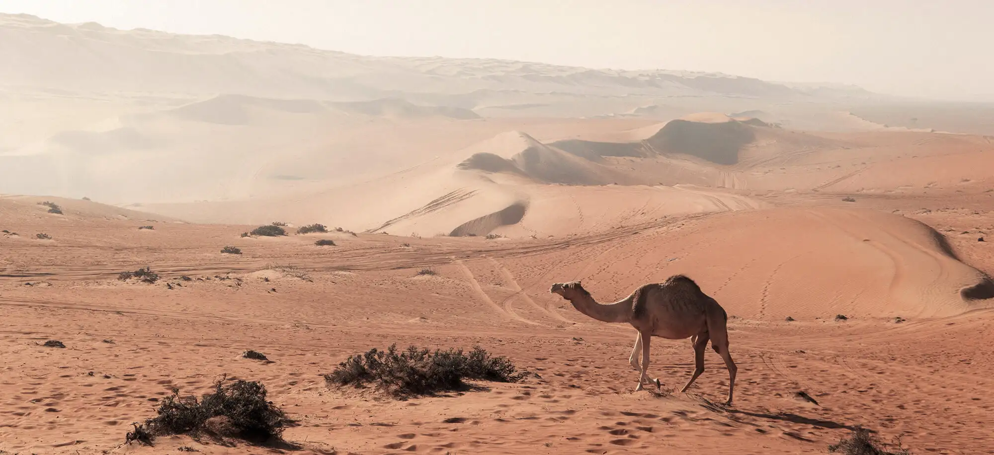Viatges al desert de Wahiba Sands