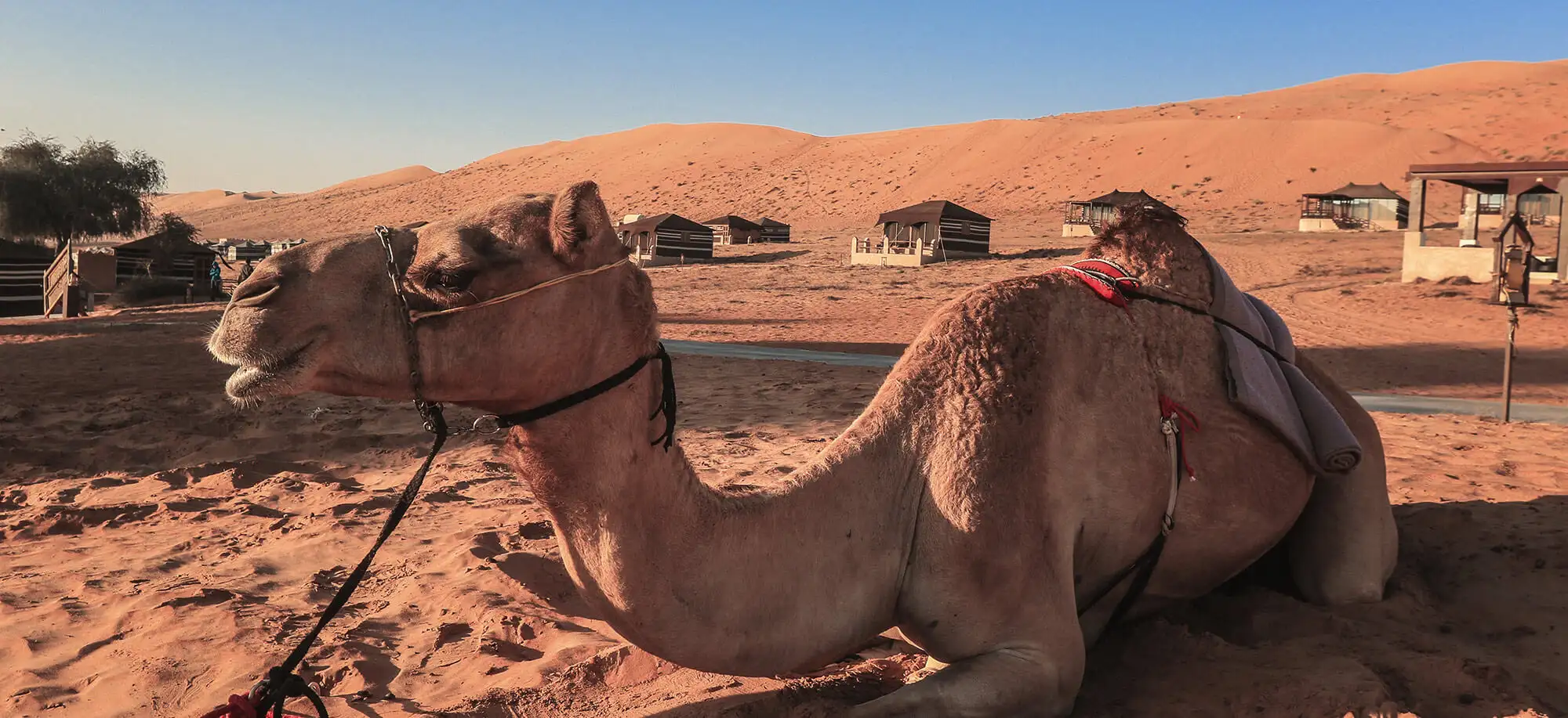 image-viaje-a-oman-desierto-de-wahibasands-g3.jpg - Pangea Viajes