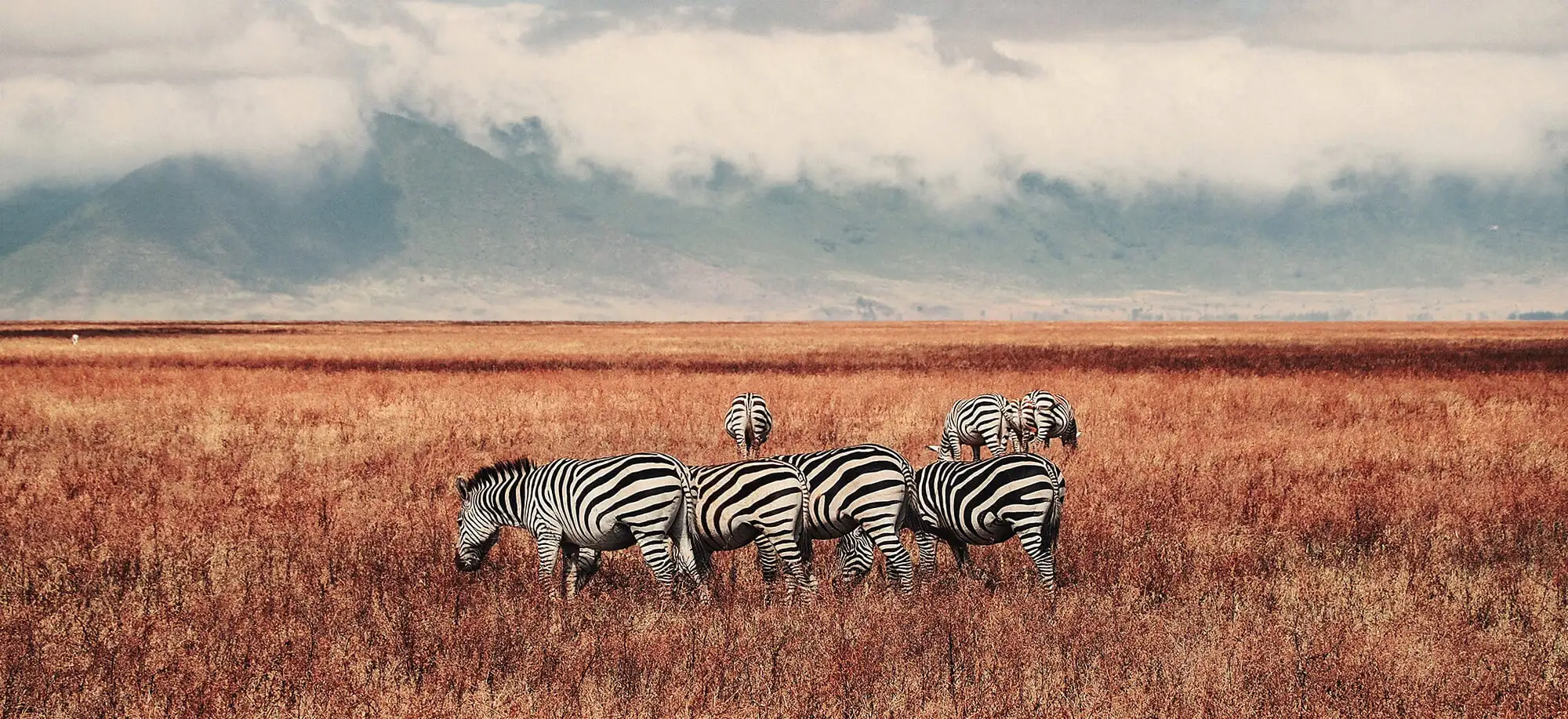 Viatges al Ngorongoro