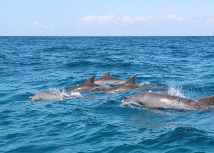 viaje-a-zanzibar-delfines