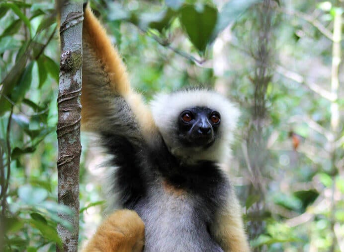 viaje-andasibe-lemur