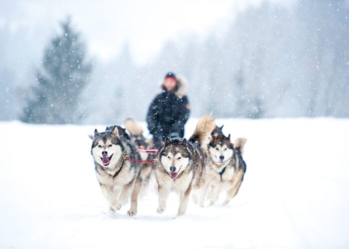 viaje-aurora-boreal-suecia-huskies