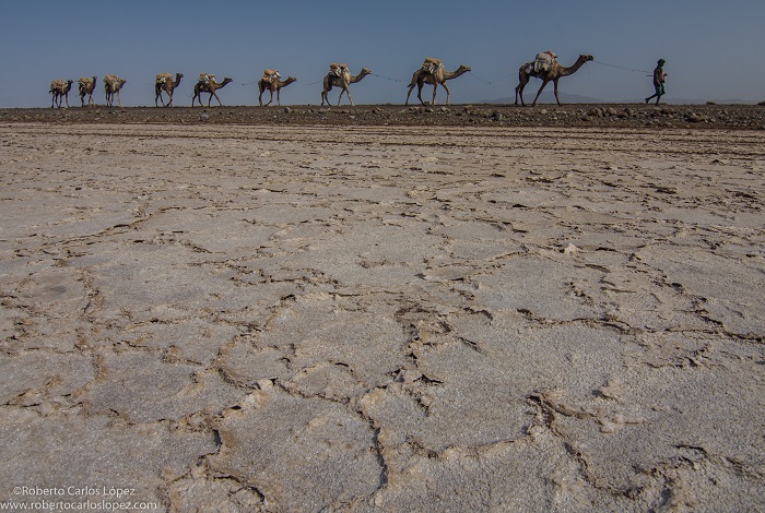 viaje-autor-etiopia-camello
