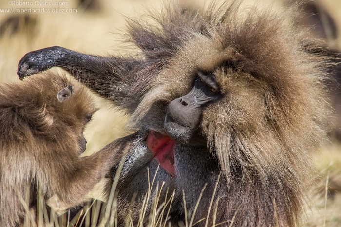 viaje-autor-etiopia-gelada